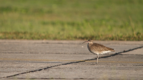 Whimbrel