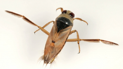 Common Backswimmer