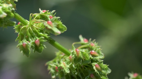 Broad-leaved Dock