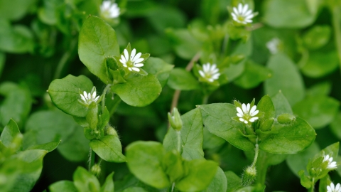 Common Chickweed