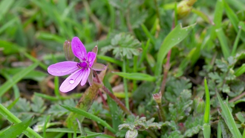 Stork's-bill