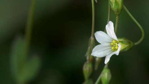 Fairy Flax