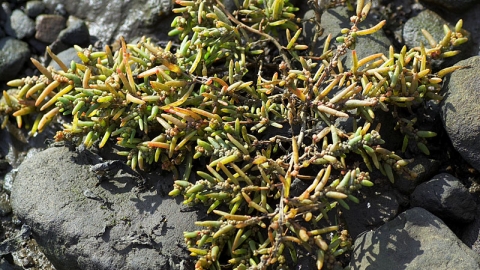 Common Glasswort