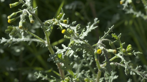 Groundsel