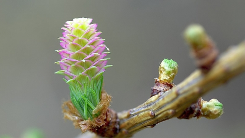 European Larch