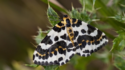 Magpie Moth