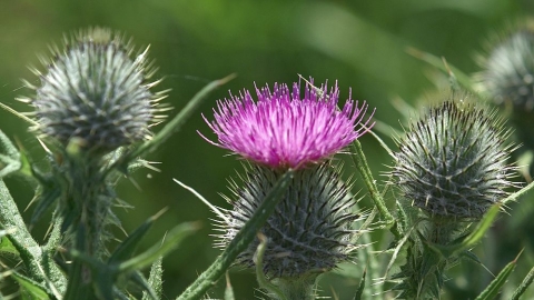 Spear Thistle