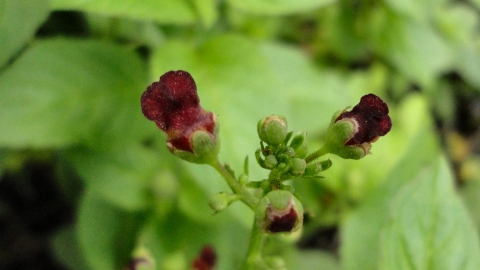 Water Figwort