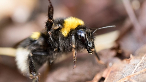 Garden Bumblebee