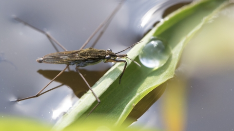 Common Pond Skater