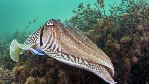 Common Cuttlefish