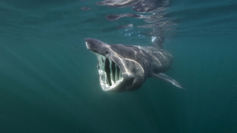 Basking shark