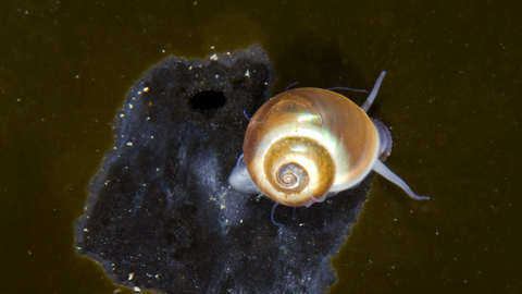 Flat Periwinkle