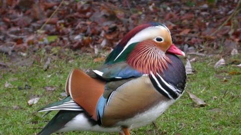 Mandarin Duck (drake)