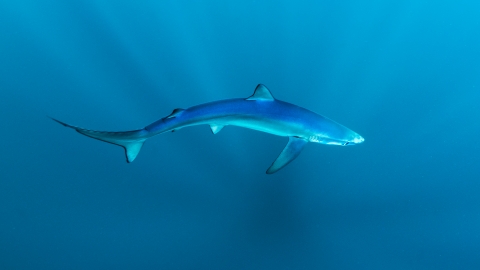 Blue shark