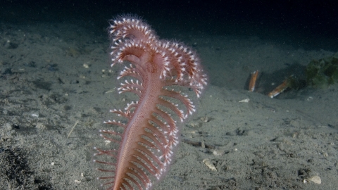 Phosphorescent sea pen