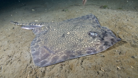 Thornback ray