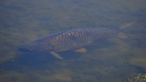 Common carp