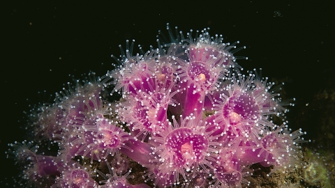 Jewel anemone