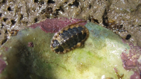 Chiton (Lepidochitona cinerea)