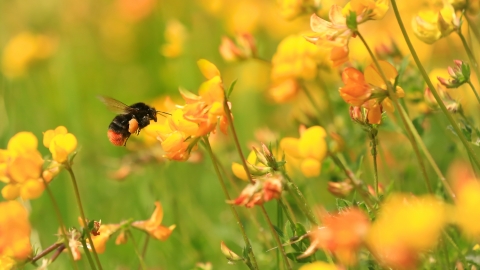 Red-tailed bumblebee