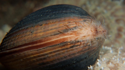Ocean quahog