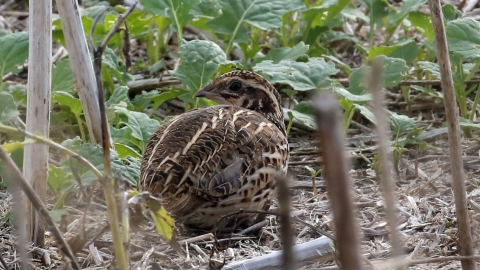 Common quail