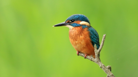 Kingfisher