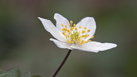 Wood anemone by Heath McDonald