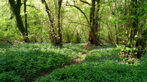 Footpath through bluebells in Aller Woods taken by Mark Green