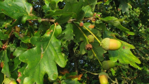 Close up of oak leaves and acorns by Rob Wolton