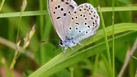 Large blue butterfly on a blade of grass John Lindley