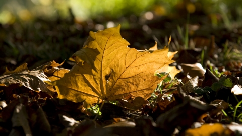 Autumn leaf sunlight Ben Simmonds