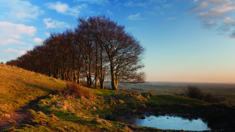 Draycott Sleights trees pond and blue sky Jeff Bevan