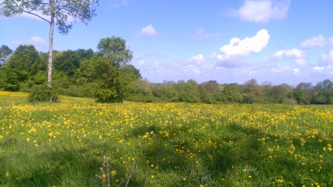 Dundon Beacon with flowers and ble sky Mark Green