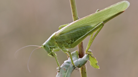 Great green bush cricket Heath McDonald