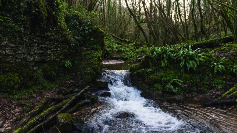 Harridge Woods with stream Matt Sweeting