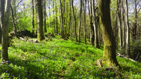 King's Castle Wood footpath through wood Neil Watson