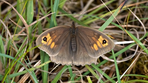 Meadow brown butterfly showing full open wings Bob Coyle Wildnet