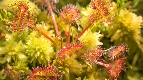 Roundleaved sundew close-up I stock Leszek Wygachiewicz