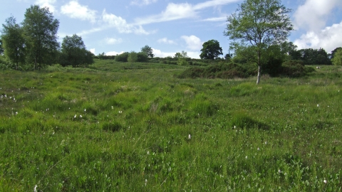 Yarty Moor panoramic view Sarah Fox