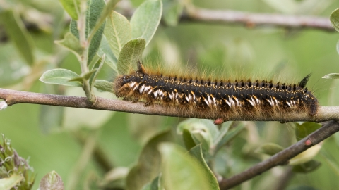 Drinker moth caterpillar