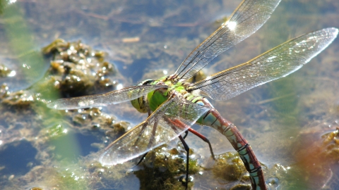 Emporer dragonfly resting on the surface of the water