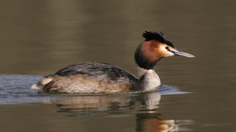 Close-up of great crested grebe swimming