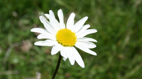 Close-up ox-eye daisy