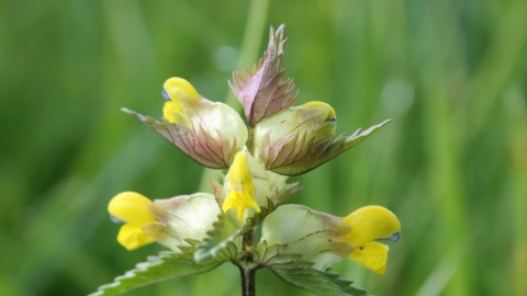 Close-up yellow rattle Cath Shellswell