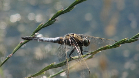 Close-up black tailed skimmer on seeded grass stalk
