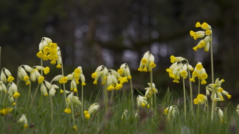 Close-up of several cowslips taken form ground level