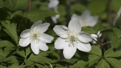 Close-up of two wood anemone flowers and leaves