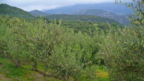 Crete olive tree